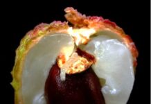 তীব্র তাপদহে লিচুতে পোকার আক্রমণ ঠেকাতে কি করনীয় জানালেন নিমপীঠ শ্রী রামকৃষ্ণ আশ্রমের দুই কৃষি বিশেষজ্ঞ